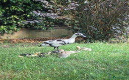 Ducks poultry for sale: Indian Runners (Males) Great Pets&Pest Control - Image 4