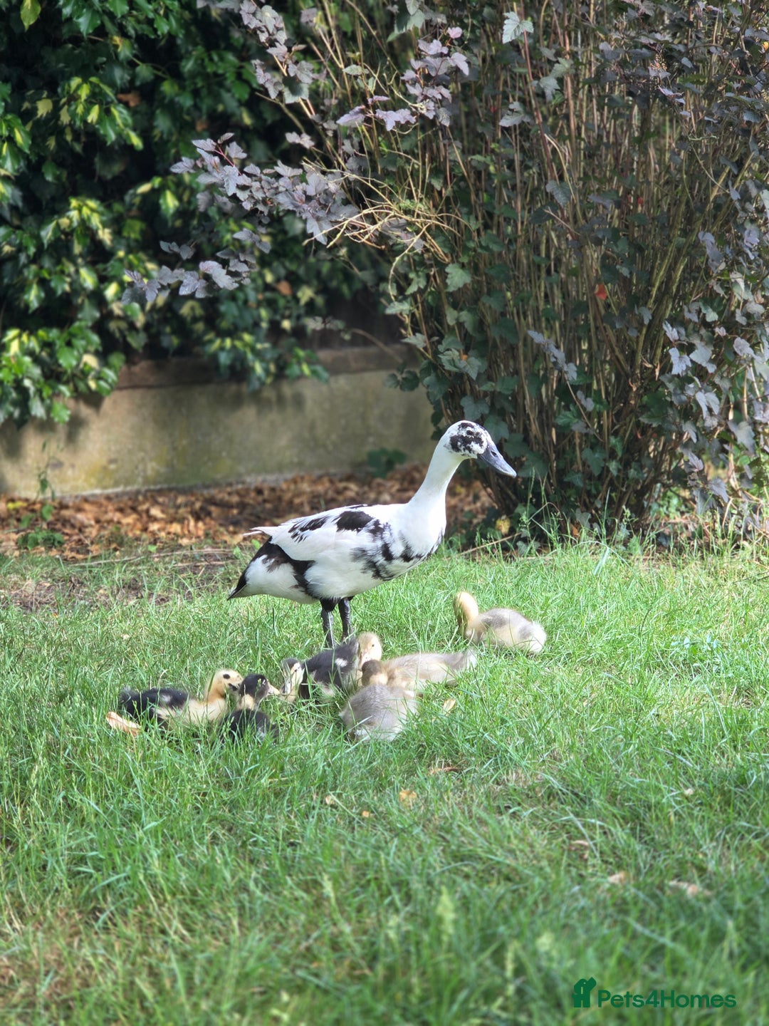 Ducks poultry for sale: Indian Runners (Males) Great Pets&Pest Control - Image 4
