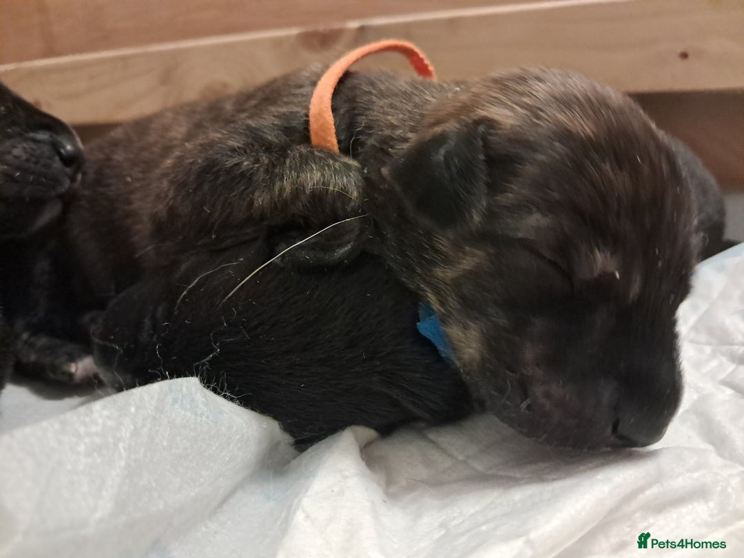 Mixed Breed dogs for sale: 5 whippador puppies for sale - Advert 7