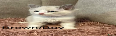 Ragdoll 4