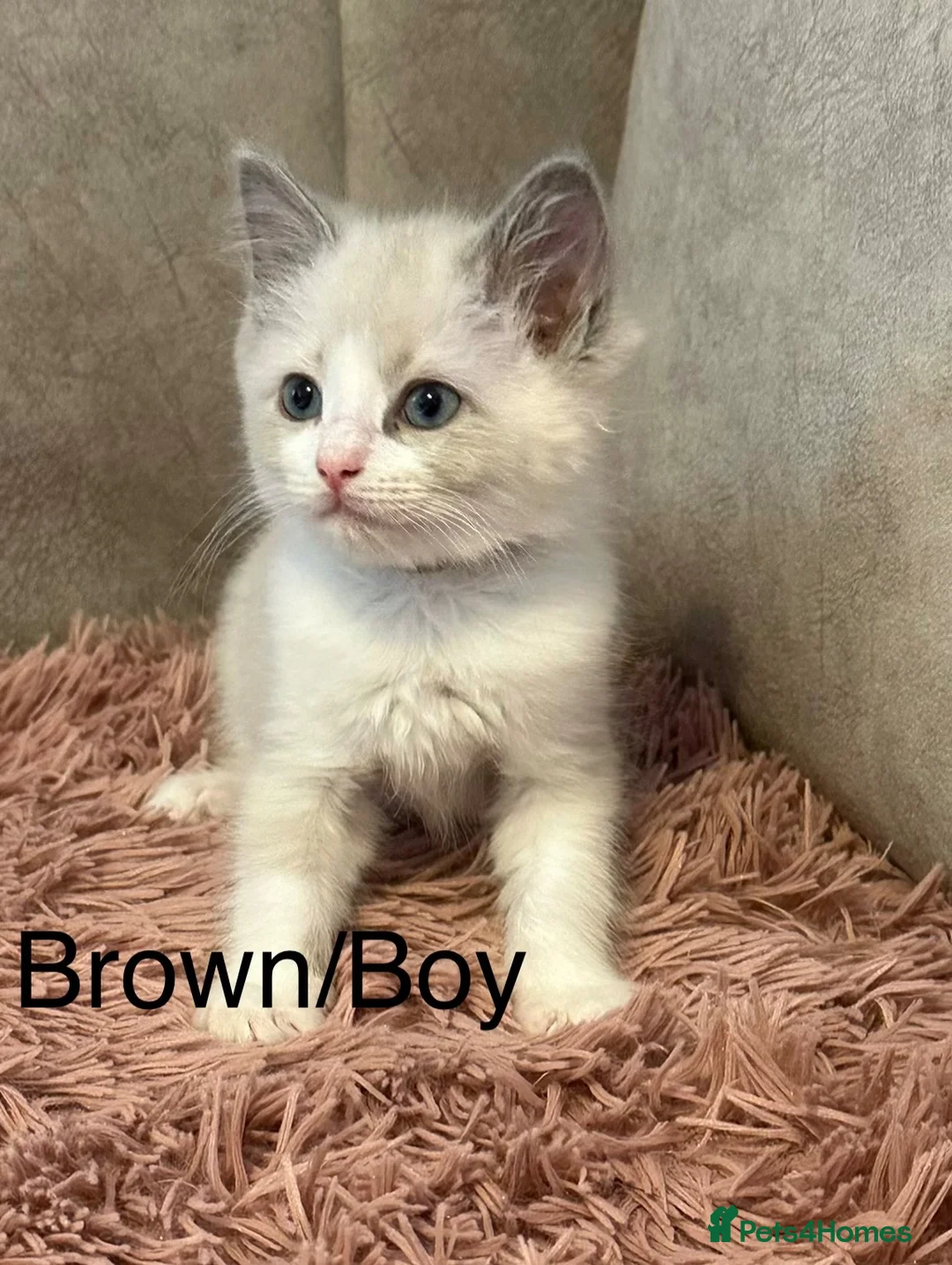 Ragdoll cats for sale: Bi-colour Ragdoll Kittens,Choc & Blue Sealpoint - Advert 1