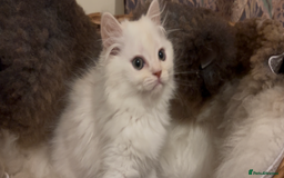 Persian cats for sale: Beautiful Fur Babies  - Image 2
