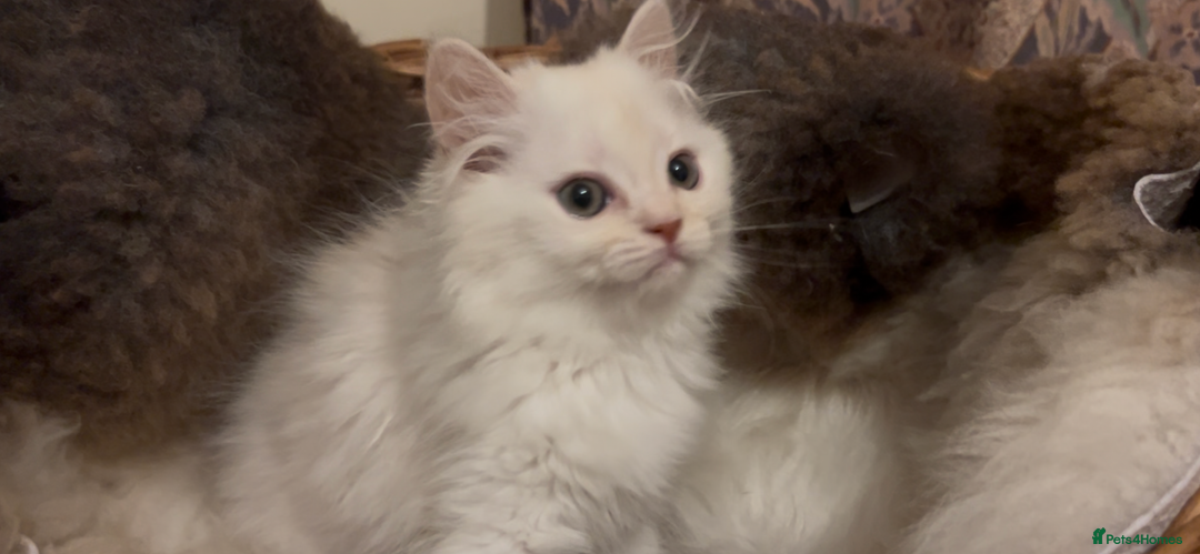 Persian cats for sale: Beautiful Fur Babies  - Image 2