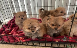 Pomapoo dogs for sale: Pomapoo puppies  - Advert 12