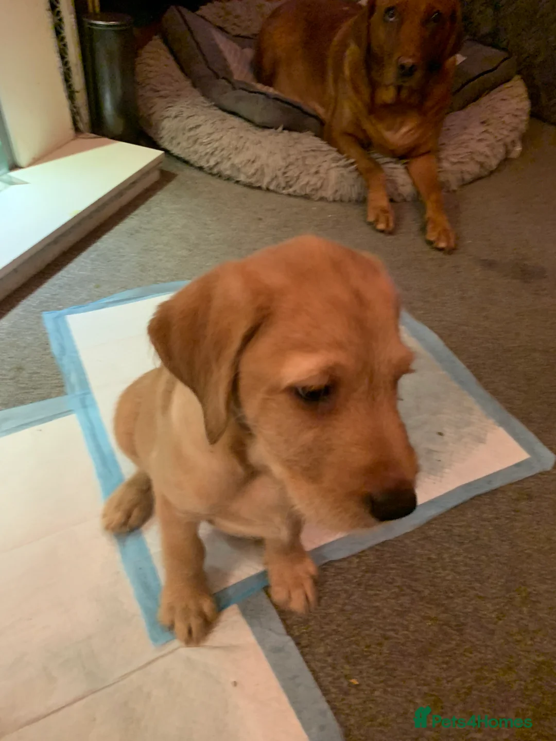 Labradoodle dogs for sale: Family labradoodle looking for a family home  - Advert 7