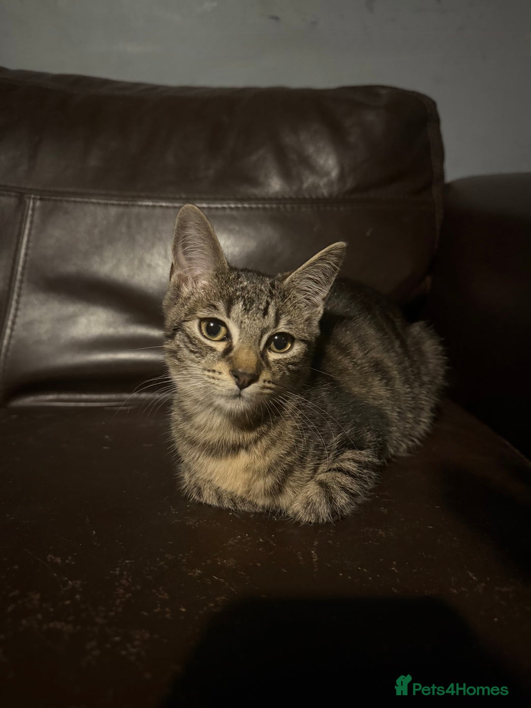Mixed Breed cats for sale: 5 baby’s ready for there forever homes  - Image 20