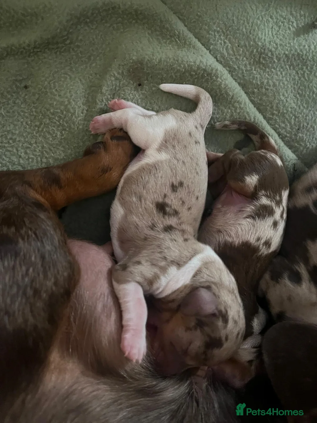 Miniature Dachshund dogs for stud: For stud my boy Dinky  in Alfreton - Advert 19