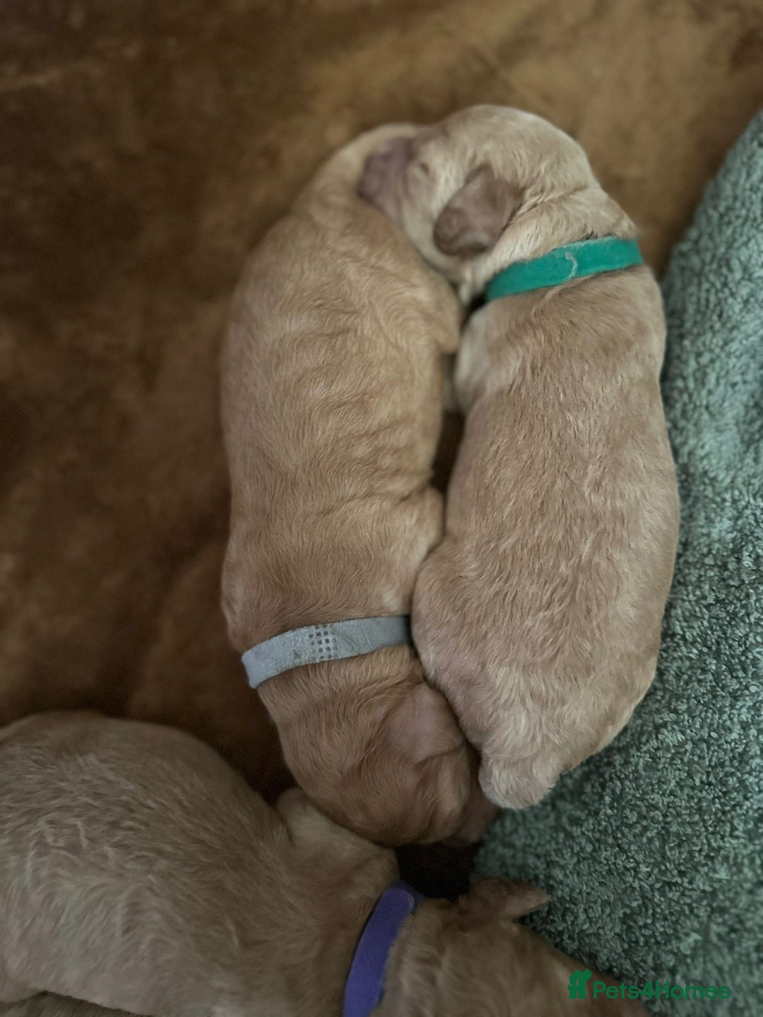 Cockapoo dogs for sale: Cockapoo Pups - Image 6