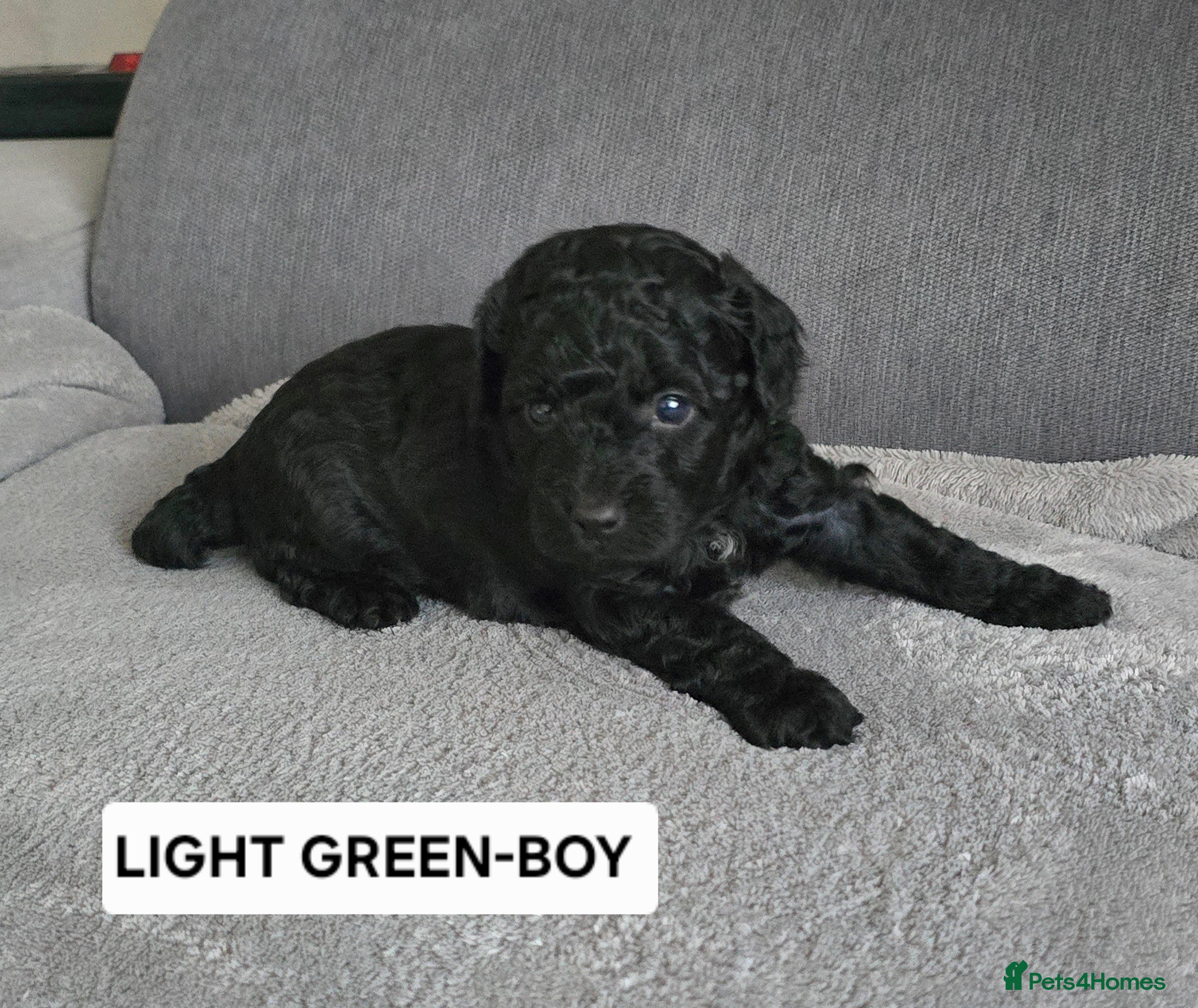 Toy Poodle dogs BEAUTIFULL BLACK TOY POODLES  - Advert 4