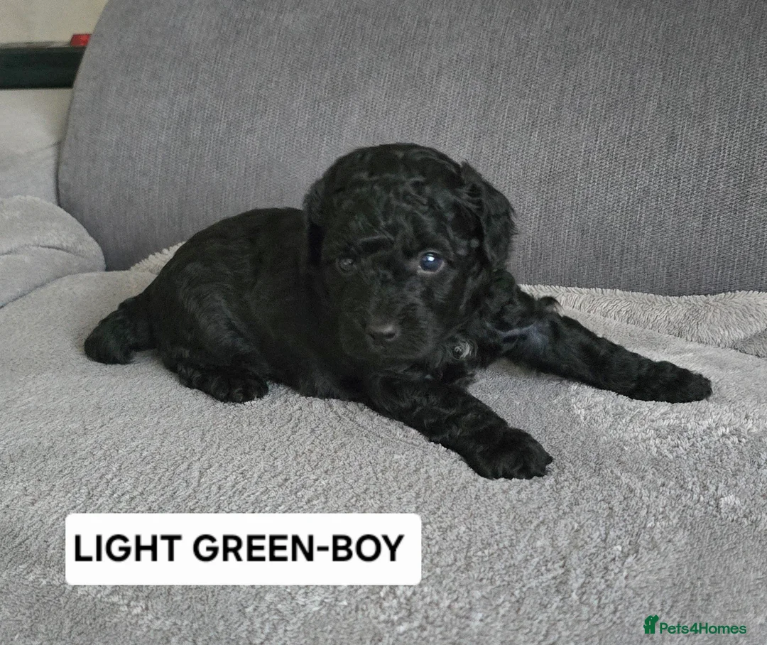 Toy Poodle dogs for sale: BEAUTIFULL BLACK TOY POODLES  - Advert 1