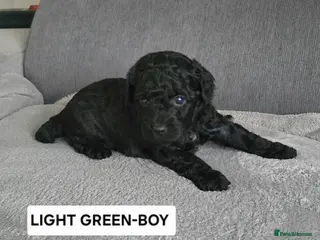 Toy Poodle dogs BEAUTIFULL BLACK TOY POODLES - Advert 15