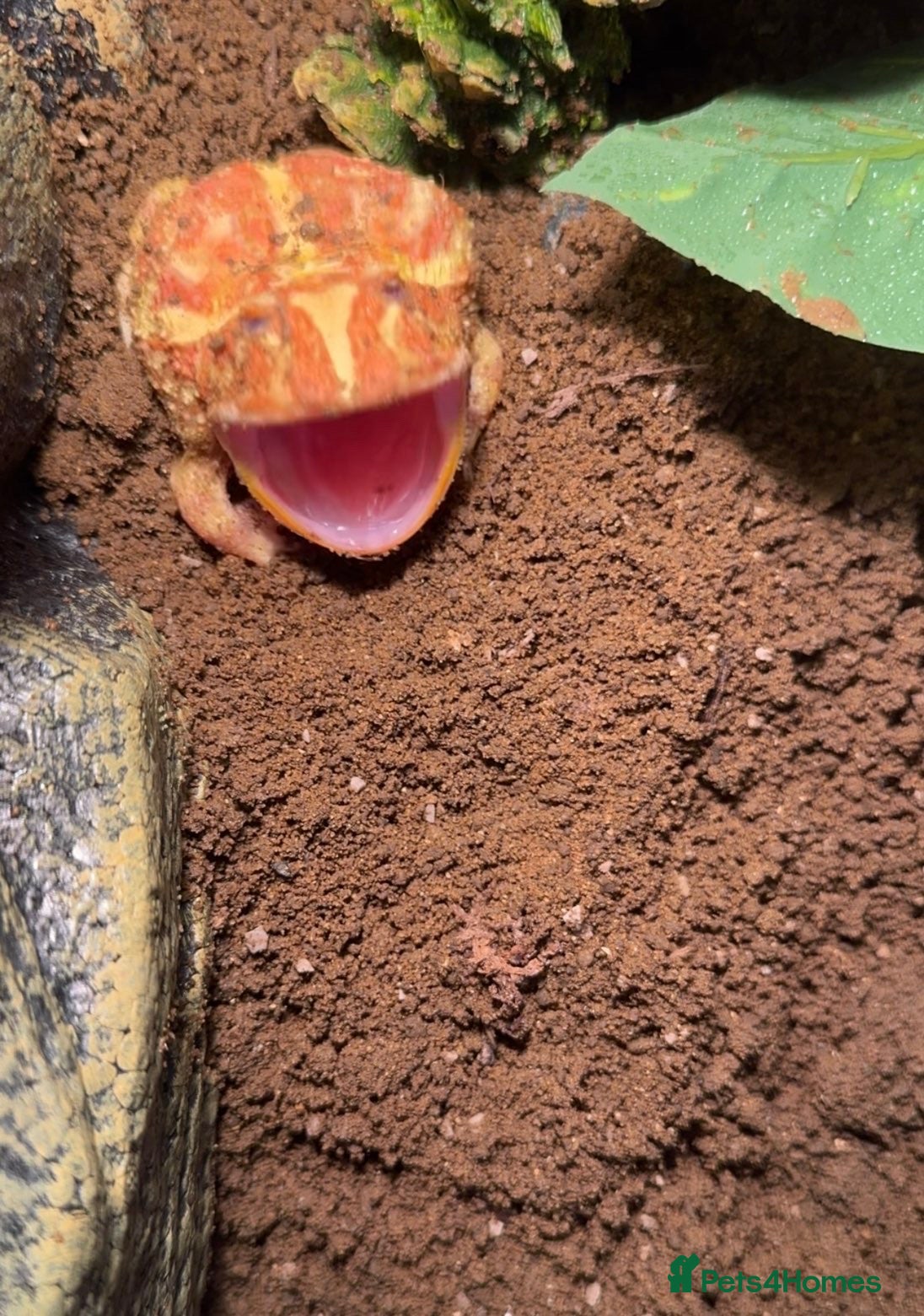 Frog reptiles Albino Pac-Man frog - Advert 4