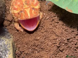 Frog reptiles Albino Pac-Man frog - Advert 4