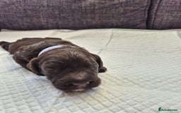 Sproodle dogs for sale: 2 choc girls left and 1 white & brown boy - Image 7