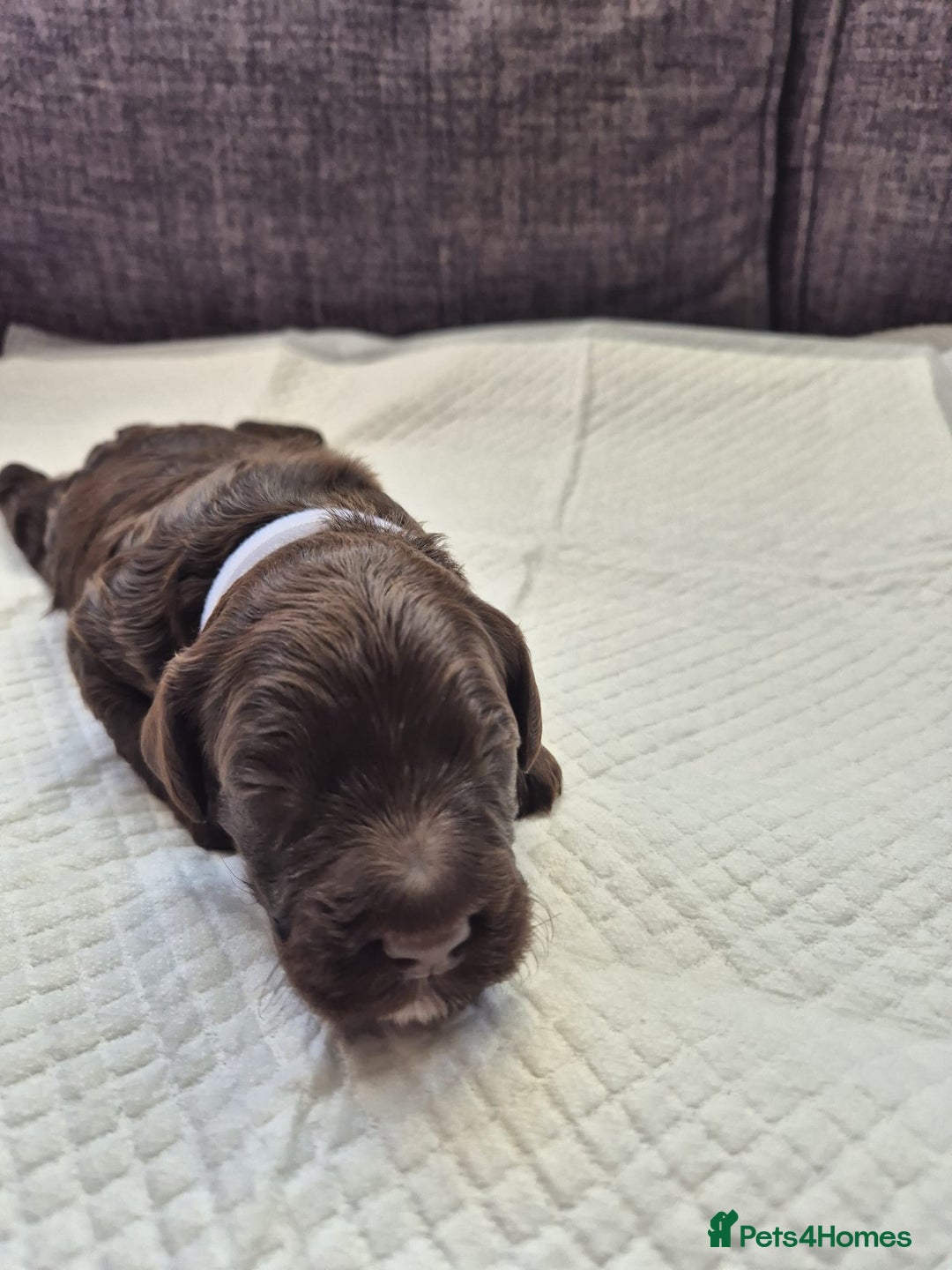 Sproodle dogs for sale: 2 choc girls left and 1 white & brown boy - Image 7