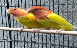Lovebirds birds for sale: Various lovebirds - Image 3