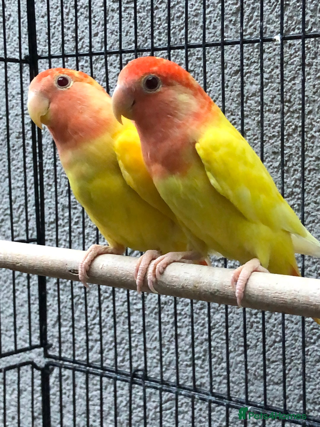 Lovebirds birds for sale: Various lovebirds - Image 3