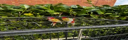 Parrots birds for sale: Pair of Rosselas, Bourkes, Cocktails & Exhibitions in Walsall - Advert 4