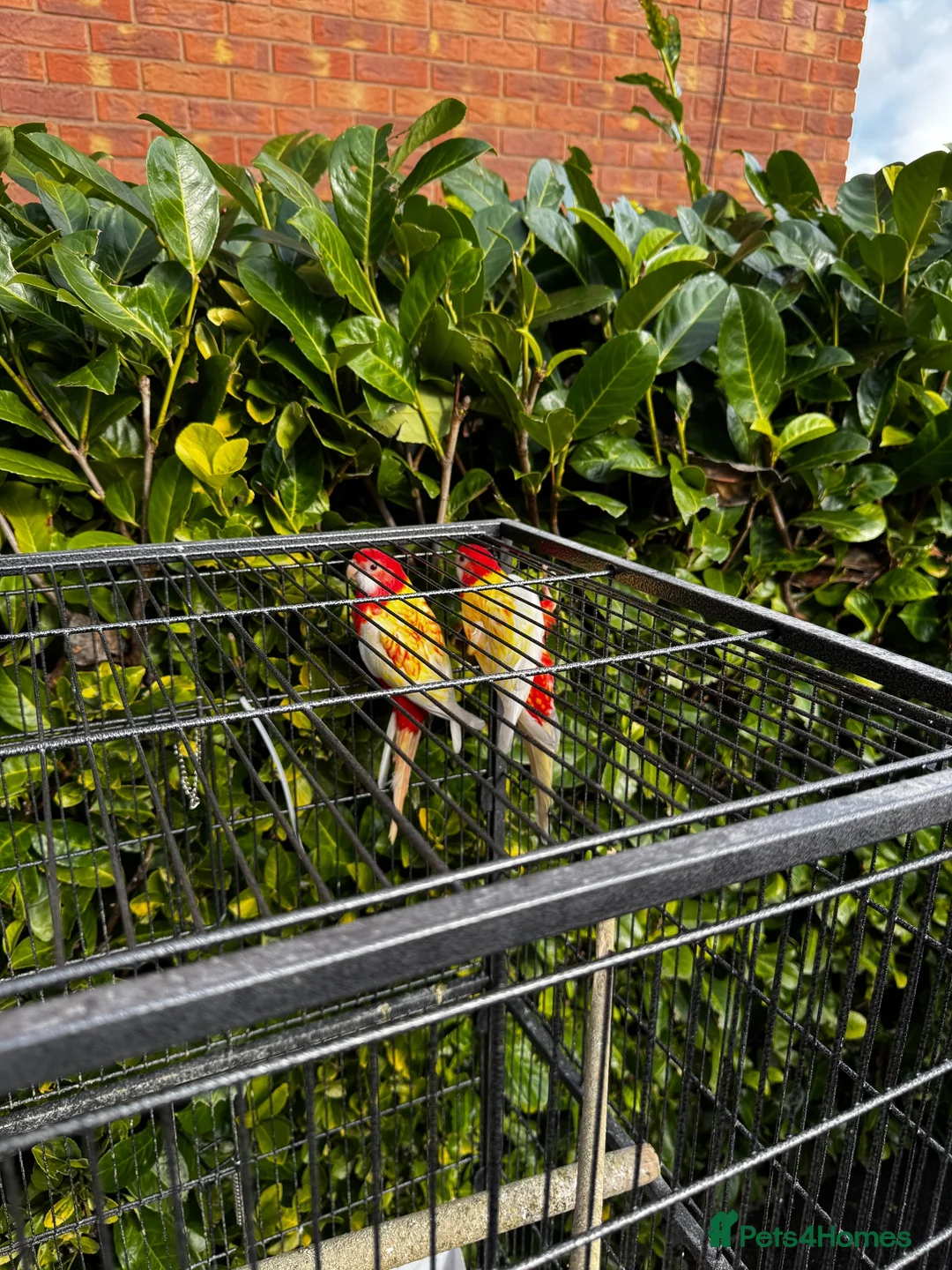 Parrots birds for sale: Pair of Rosselas, Bourkes, Cocktails & Exhibitions in Walsall - Advert 4