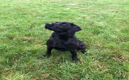 Labrador Retriever dogs for sale: proper working Labradors  - Image 4