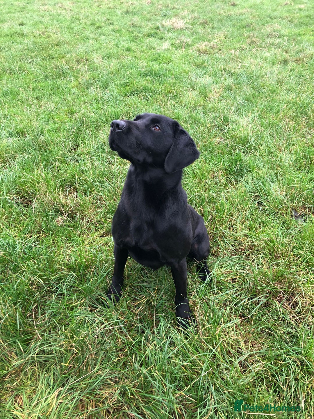 Labrador Retriever dogs for sale: proper working Labradors  - Image 4