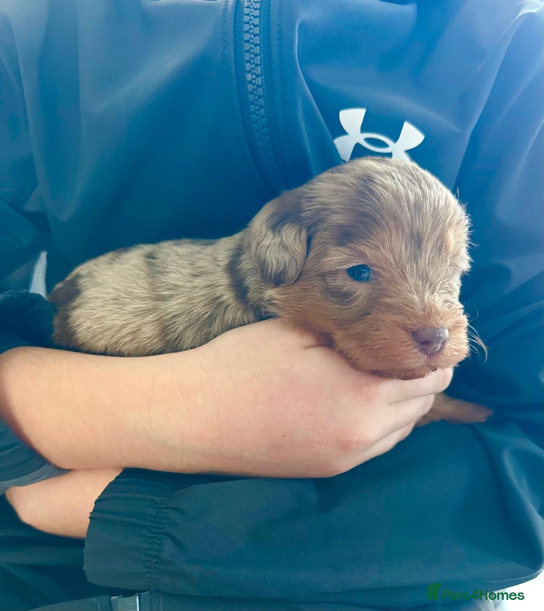 Yorkiepoo dogs for sale:  We go We - Advert 8