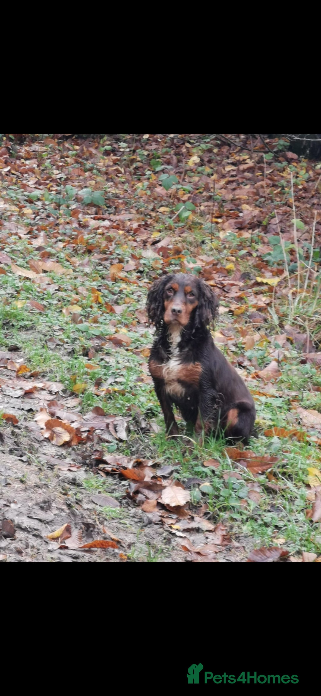 Cocker Spaniel dogs for sale: Gamekeeper bred kc reg working cocker puppys - Advert 13
