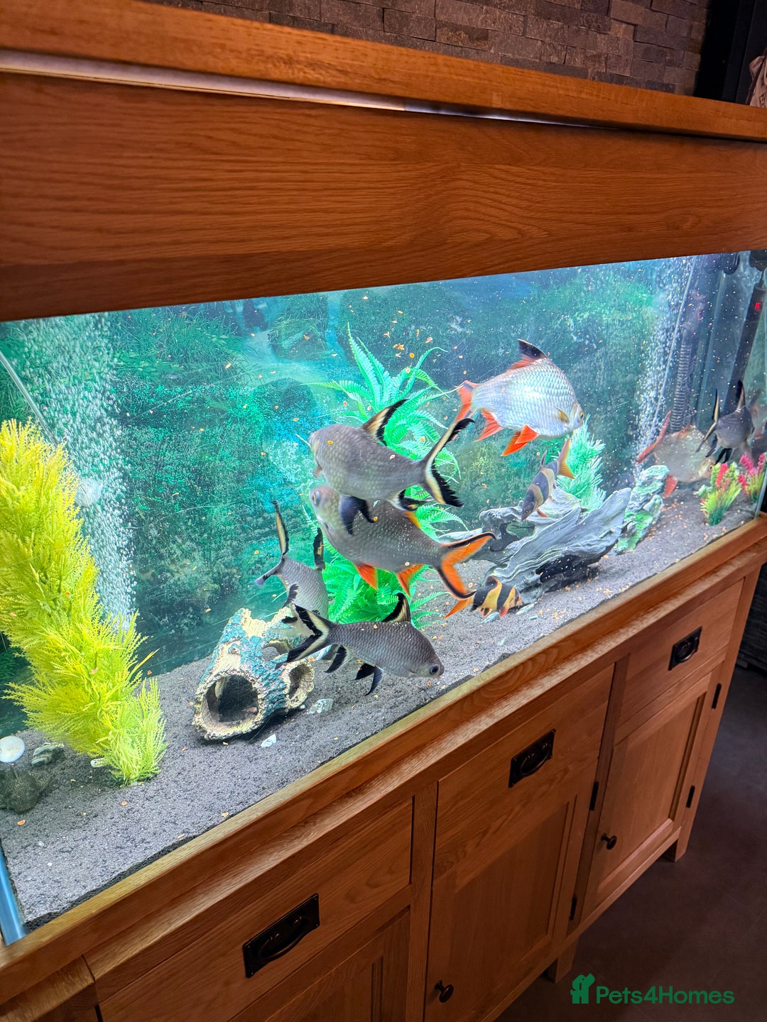 Sharks fish for sale: 5Ft Fish Tank/All Fish/Ornaments/Filter - Advert 4