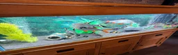 Sharks fish for sale: 5Ft Fish Tank/All Fish/Ornaments/Filter - Advert 4