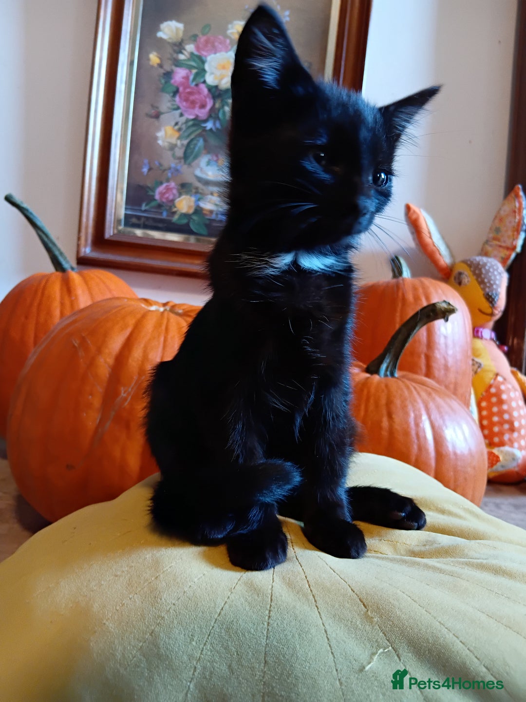 Mixed Breed cats for sale: Gorgeous black kittens - Image 7