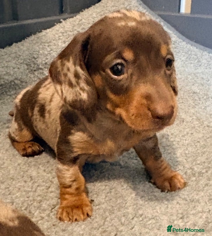 Miniature Dachshund dogs Outstanding miniature dapple dachshund puppies - Advert 1