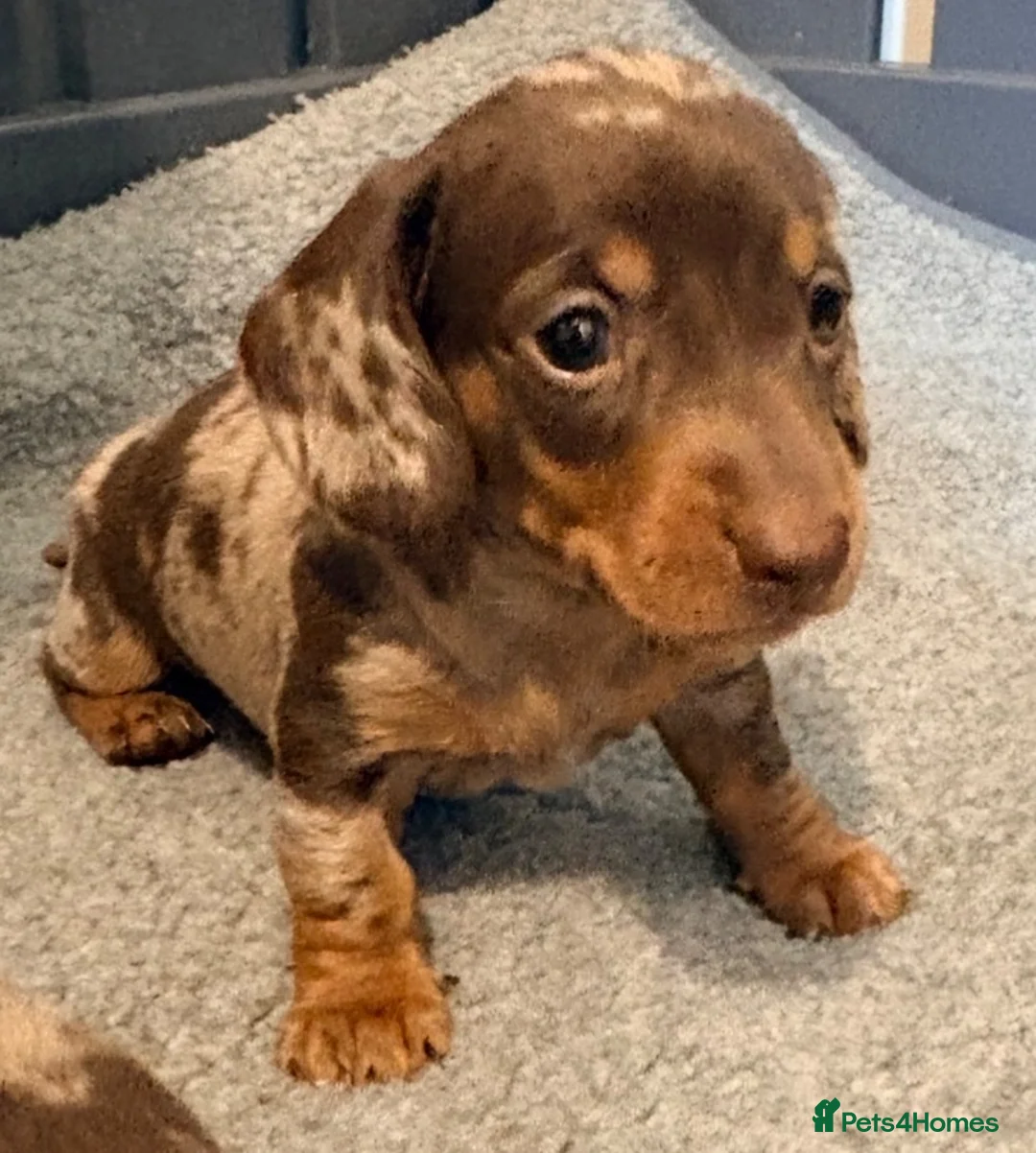 Miniature Dachshund dogs for sale: Outstanding miniature dapple dachshund puppies - Advert 2