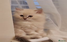 Siberian cats for sale: Siberian Neva Masquerade kittens - Image 1
