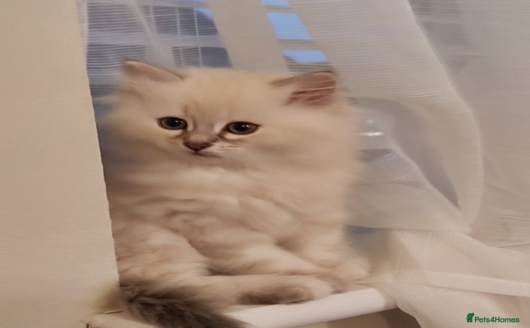 Siberian cats - Advert 3