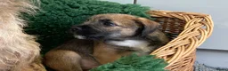Mixed Breed dogs for sale: Border Terrier x Norfolk - Advert 9