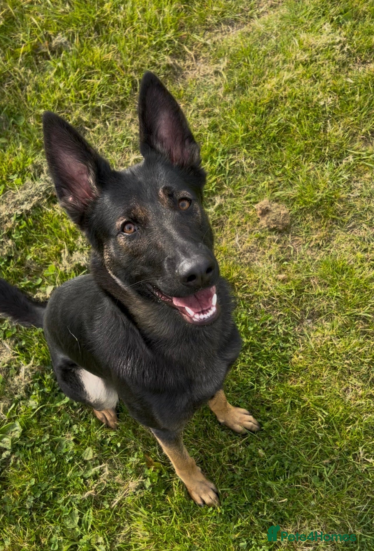 Mixed Breed dogs German shepherd x Belgian Malinos  - Advert 2