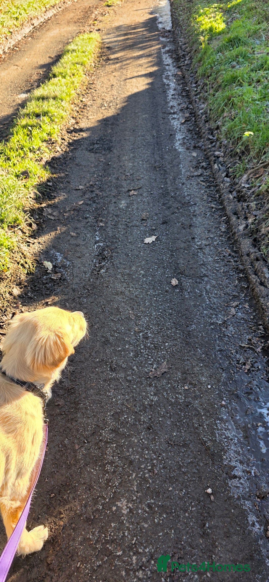 Golden Retriever dogs for sale: 6 month old beautiful golden retriever  - Advert 5