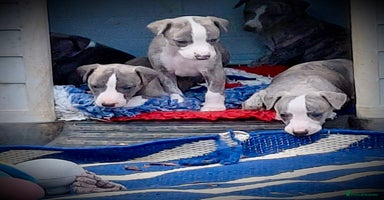 Whippet dogs - Advert 12