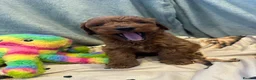 Cavapoo dogs for sale: 🌟 Beautiful Cavapoo Puppies  🌟 - Advert 9