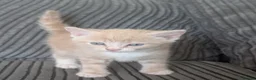 Domestic Shorthair cats for sale: 6 adorable kittens  - Advert 9