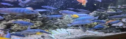Cichlids fish for sale: 2 x fully stocked cichlids tanks for sale in Guildford - Advert 11