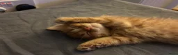 Mixed Breed cats for sale: 4 lovely mixed colour kittens in Hull - Advert 7