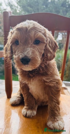 Double Doodle dogs - Advert 3