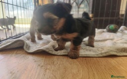 Yorkshire Terrier dogs for sale: Yorkshire terrier puppies  - Image 11