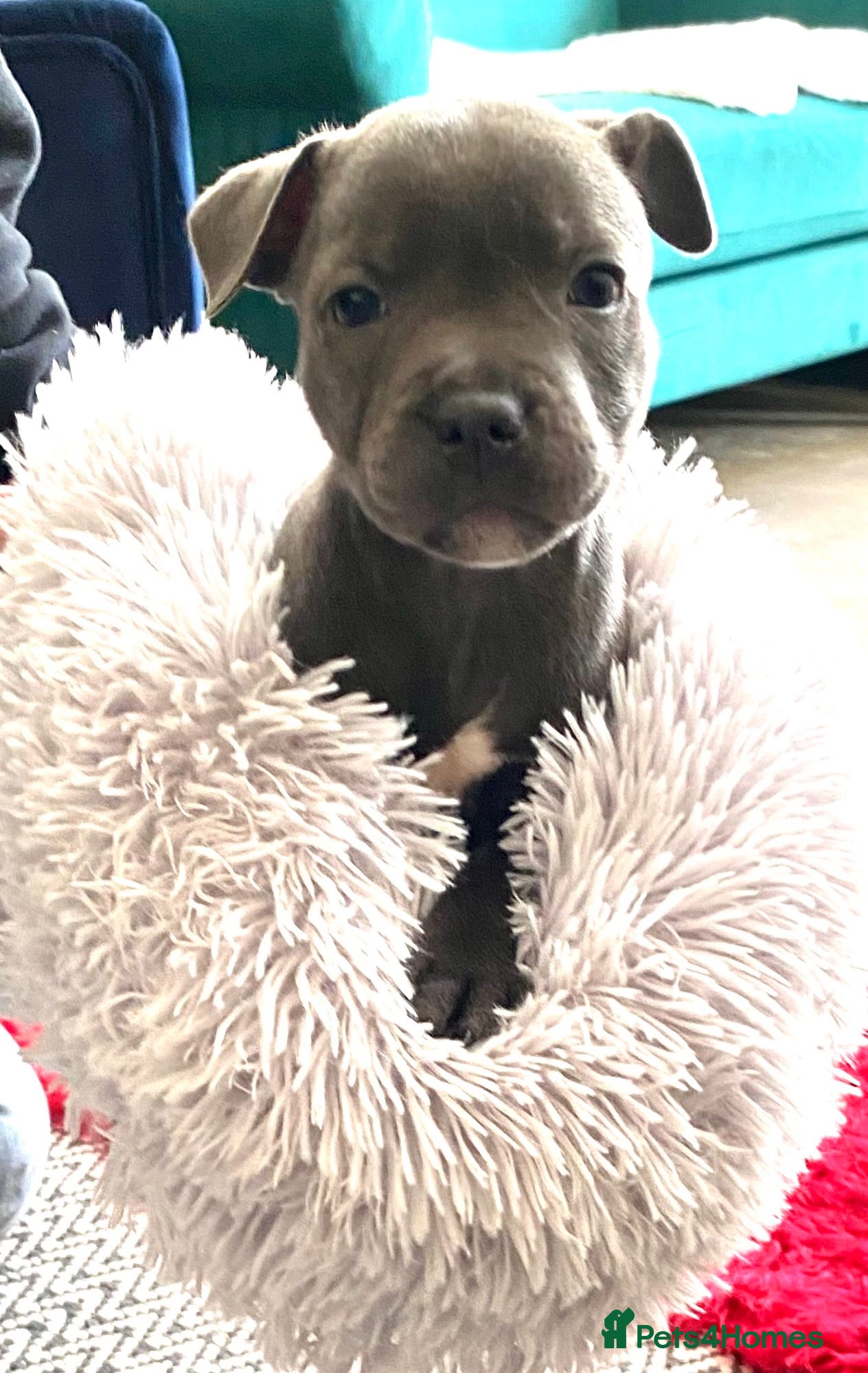 Staffordshire Bull Terrier dogs World renowned Samtan Blue Dozer Pups  - Advert 15