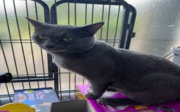 Russian Blue cats for sale: 4yr old Russian Blue male cat - Image 4