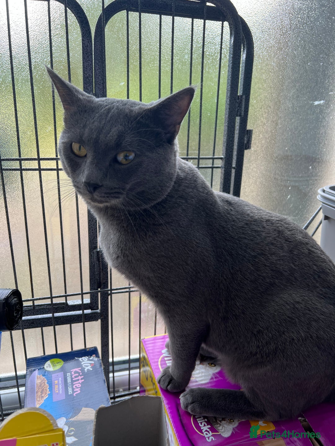 Russian Blue cats for sale: 4yr old Russian Blue male cat - Image 4