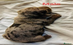 Miniature Dachshund dogs for sale: 6 Miniature Dachshund babies - Image 18