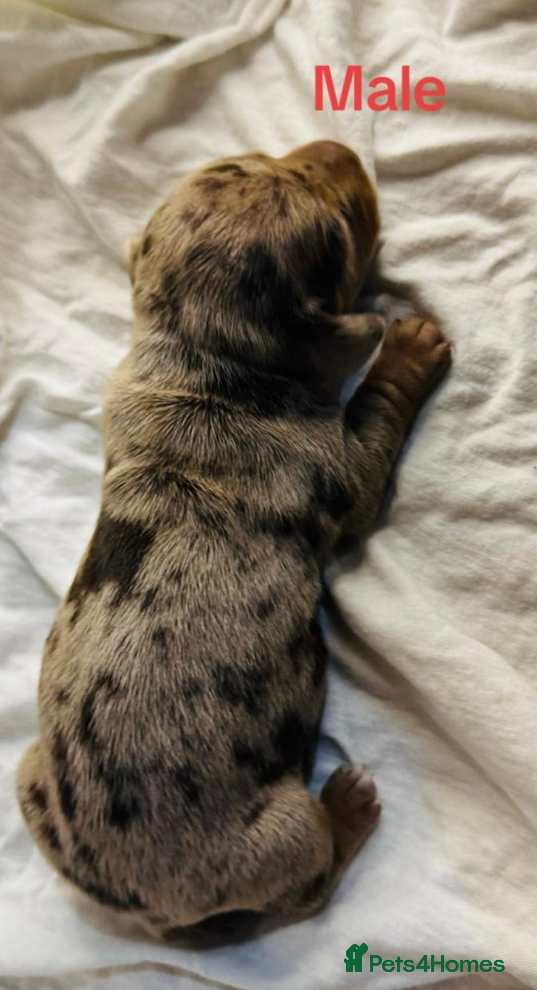 Miniature Dachshund dogs for sale: 6 Miniature Dachshund babies - Image 18