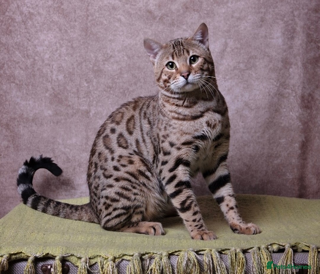 Bengal cats for sale: 😻Tica Best Bengal UK sired Kittens 🏆 🐾 🐱  - Image 38